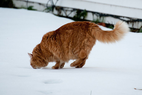 cat-gps-satellite-tracking-device